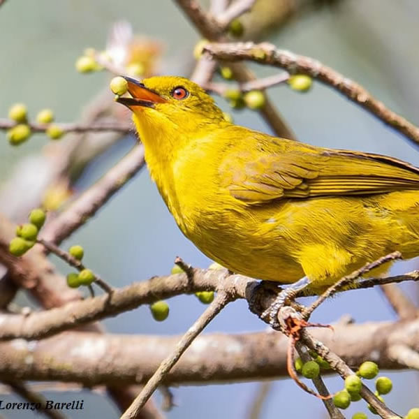 Birdlife at the Nairobi National Park