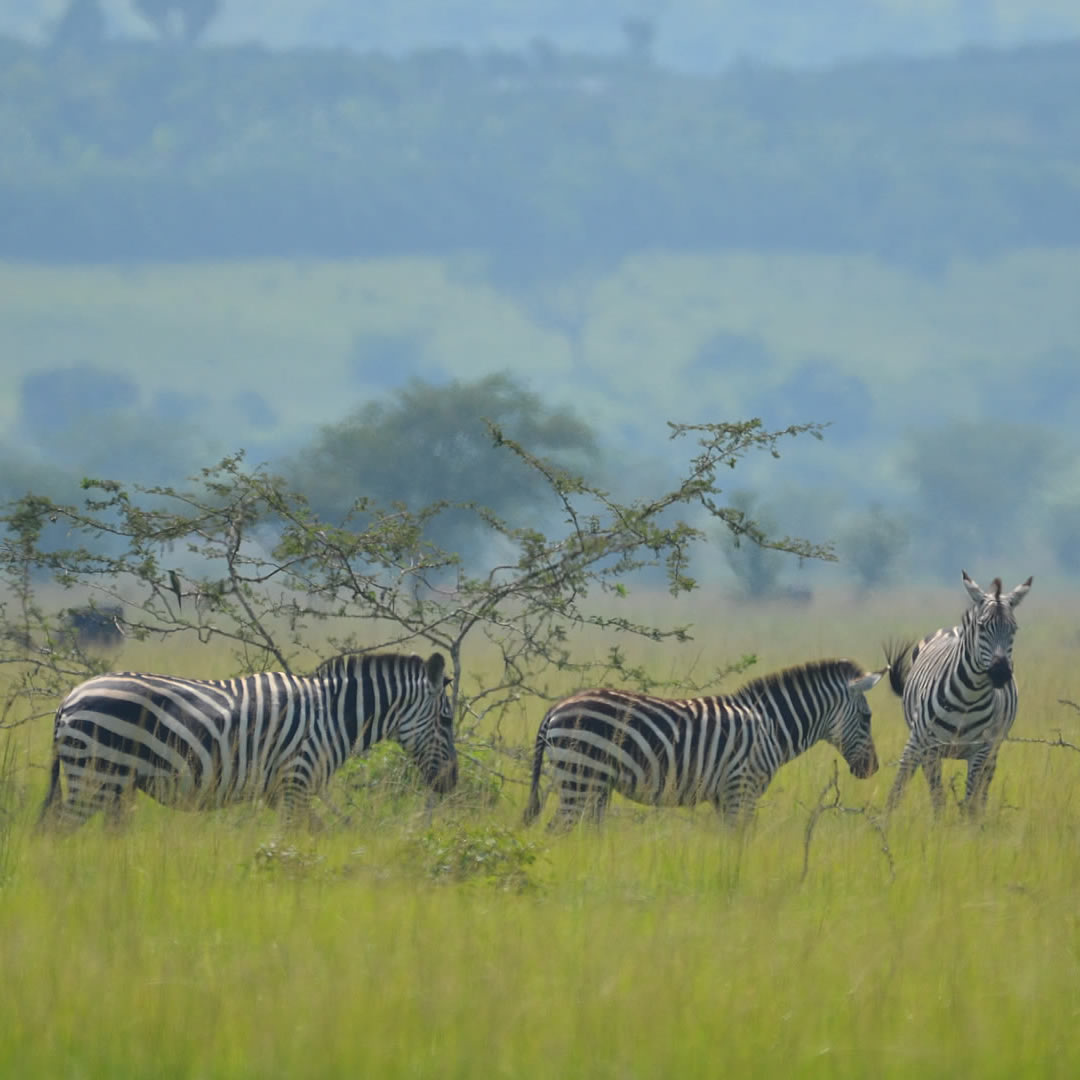 Akagera National Park
