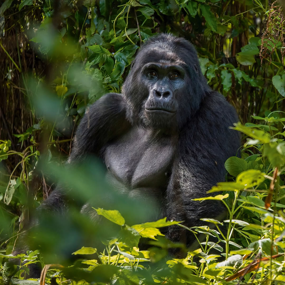 Bwindi Impenetrable Forest