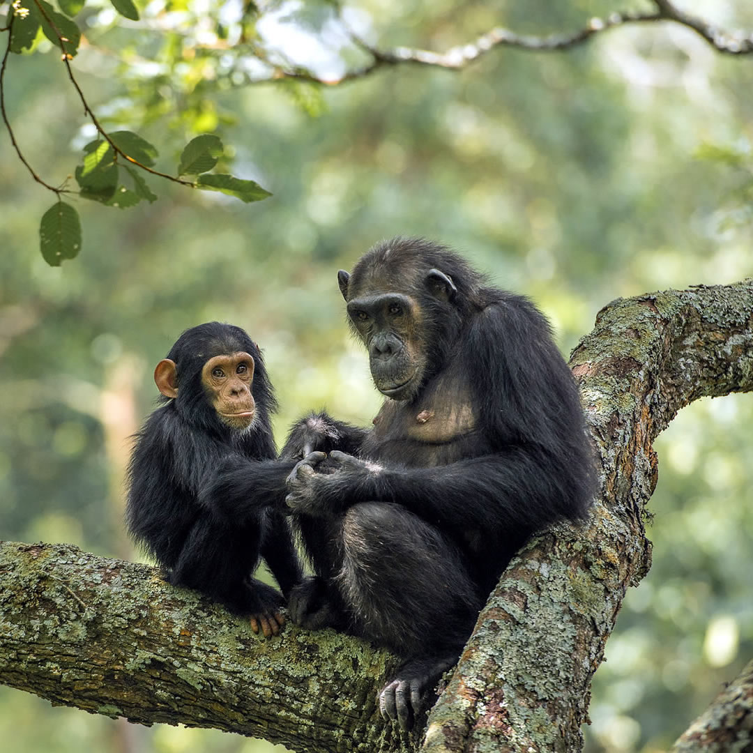 Gombe National Park