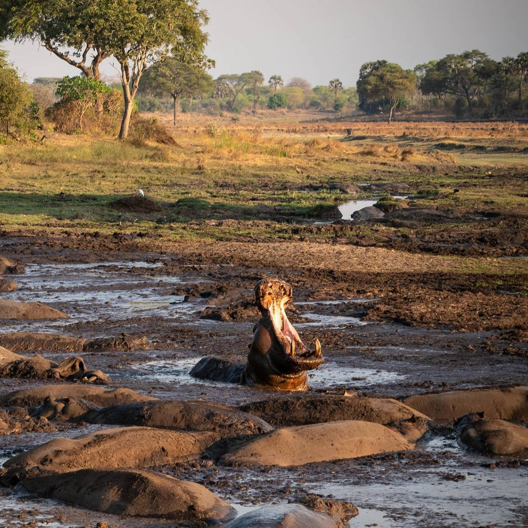 Katavi National Park