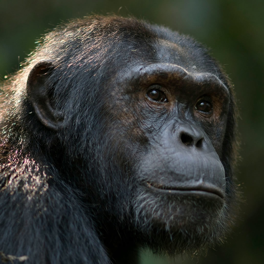 Kibale National Park