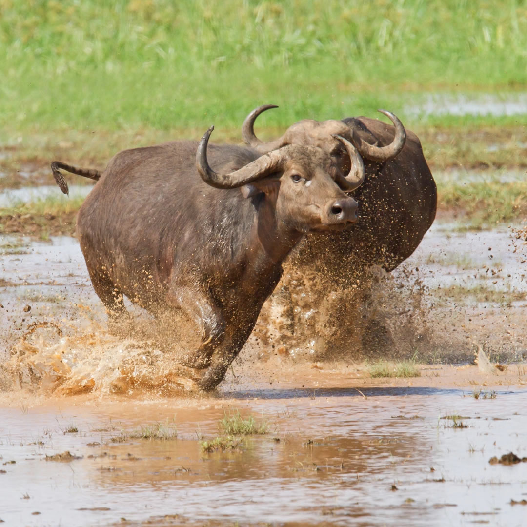 Lake Manyara National Park