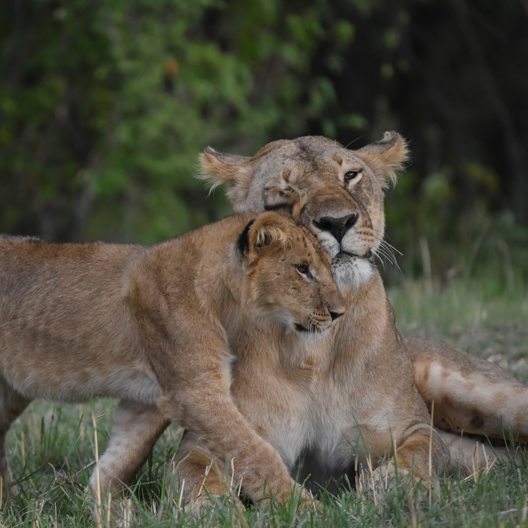 maasai mara game reserve