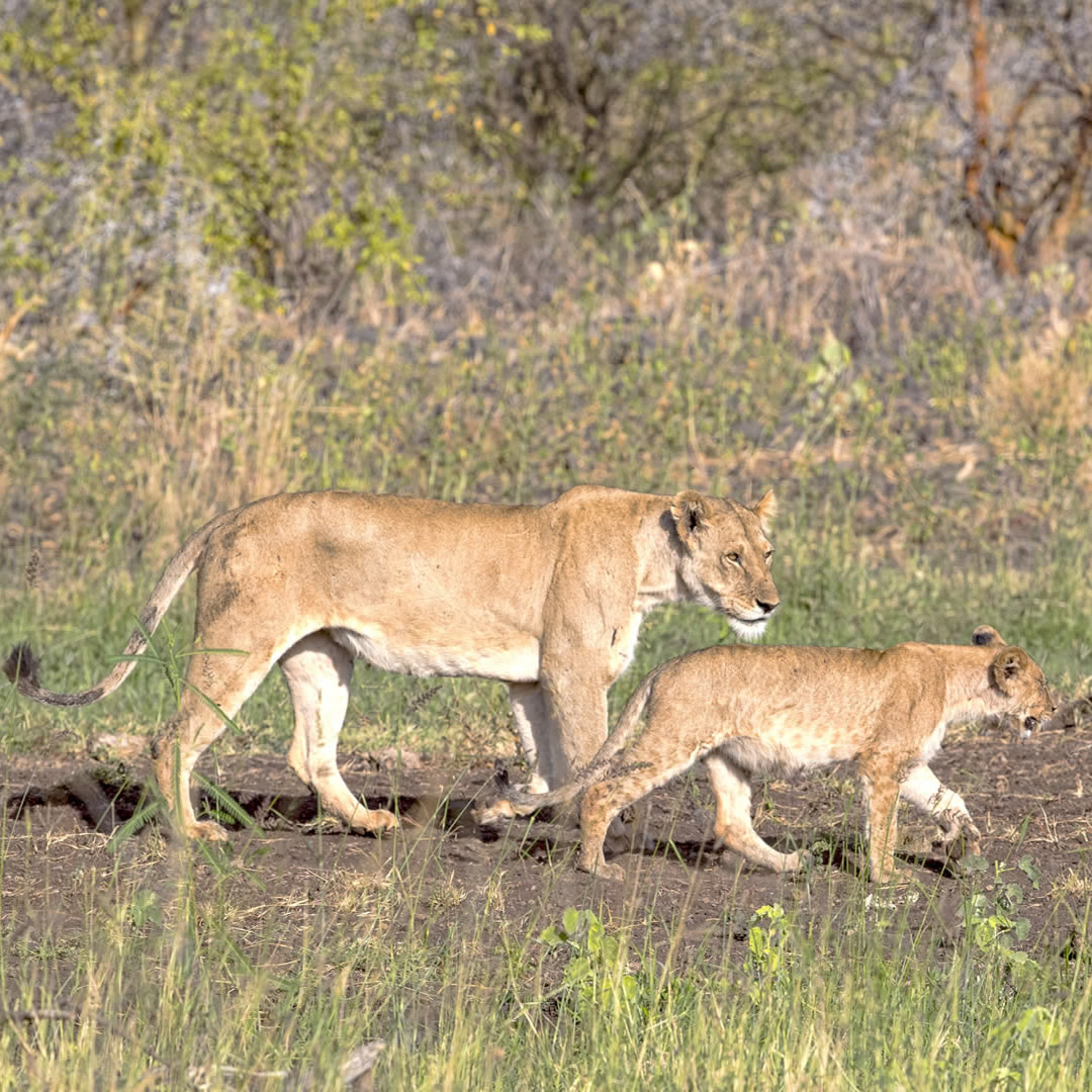 Meru National Park