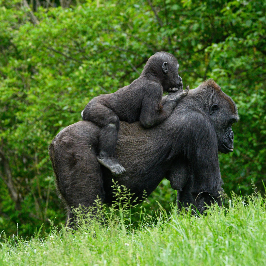 Mgahinga Gorilla National Park