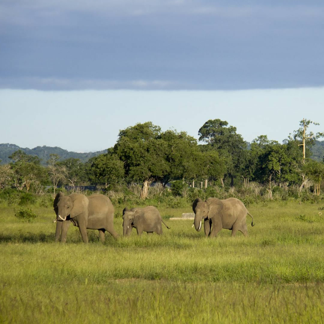 Mikumi National Park