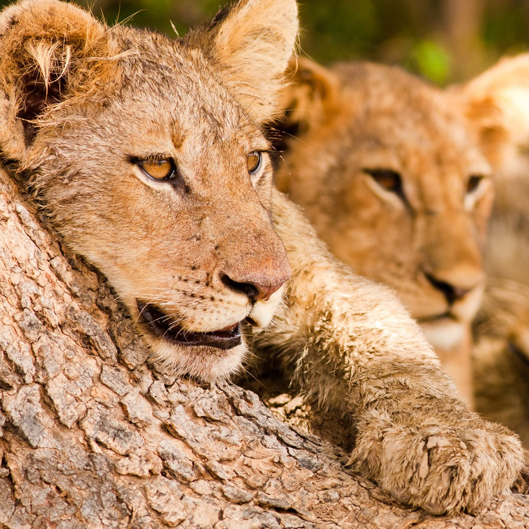 ngorongoro crater