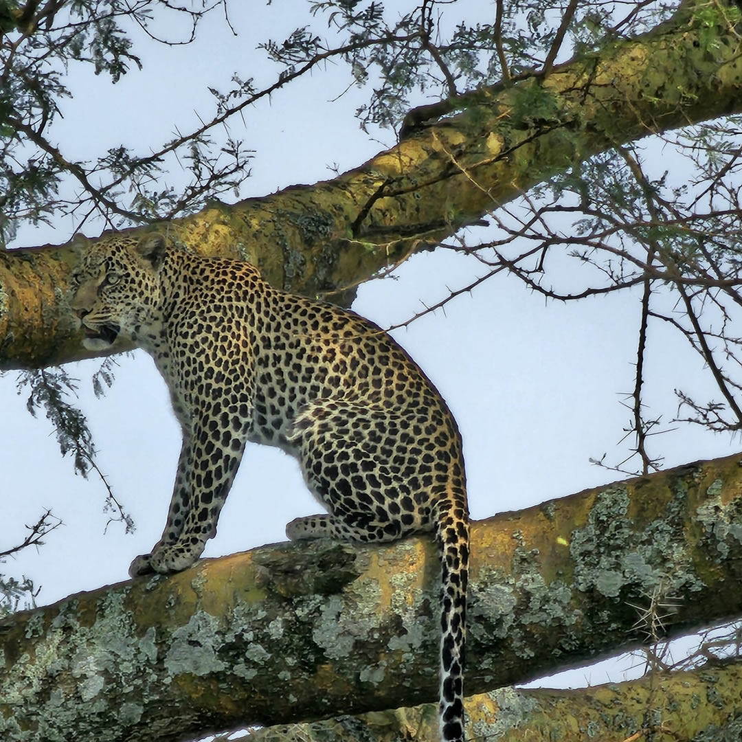 queen elizabeth national park
