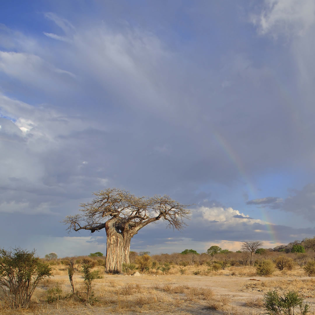 Ruaha National Park