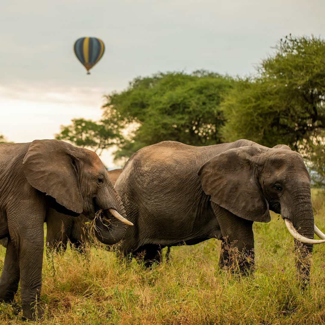 Tarangire National Park