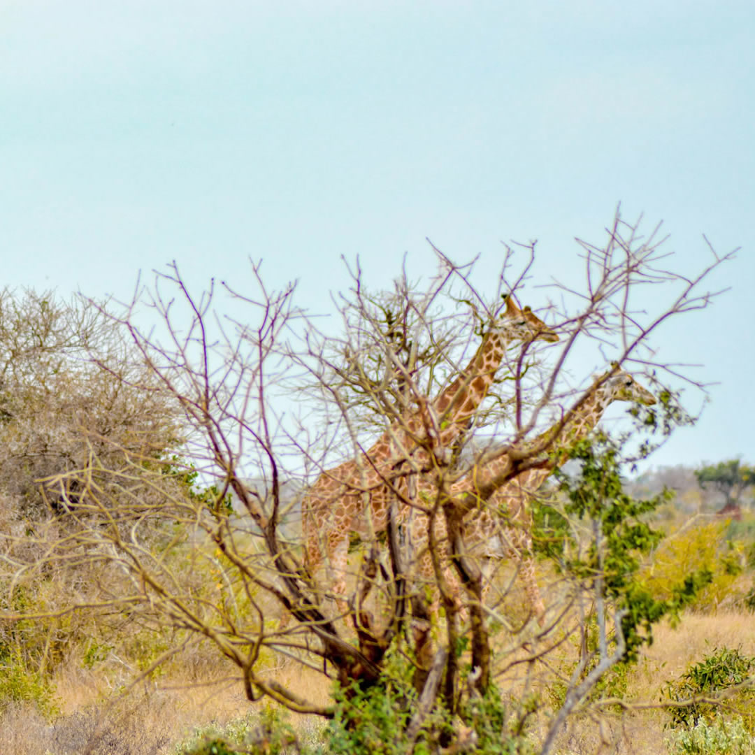 Tsavo East National Park