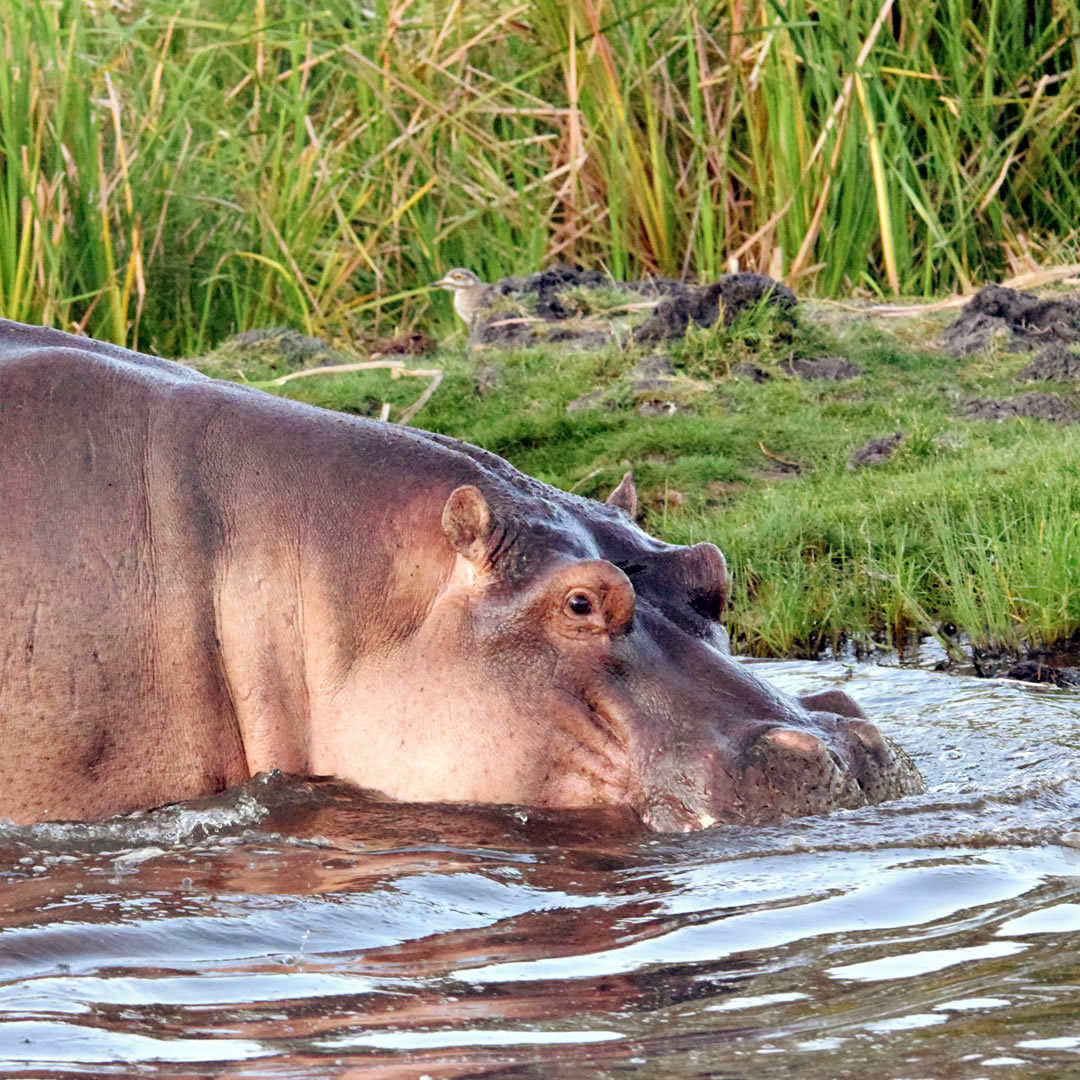 Tsavo West National Park