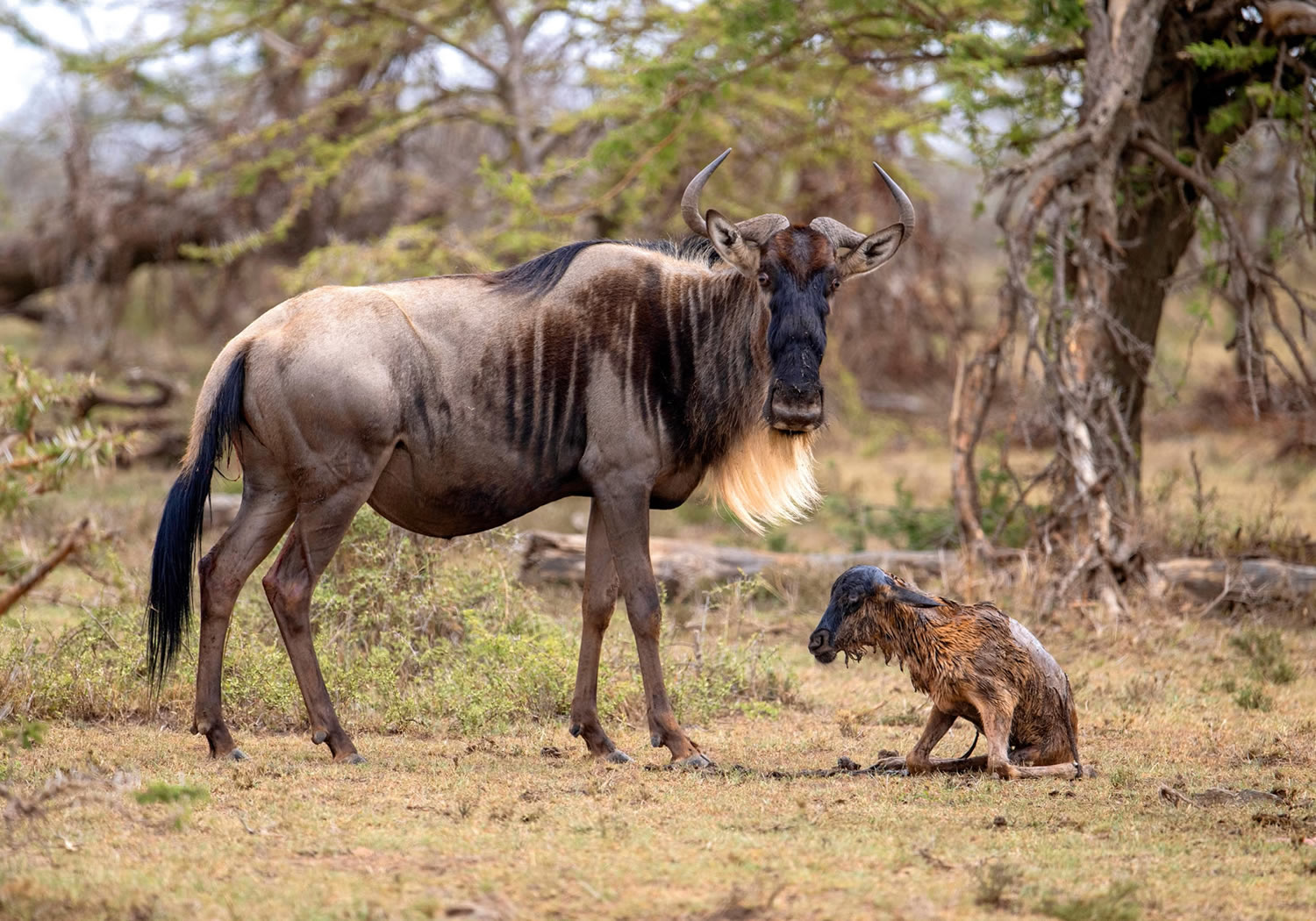 3 Days Safari in the Wild - Maasai Mara Adventure 