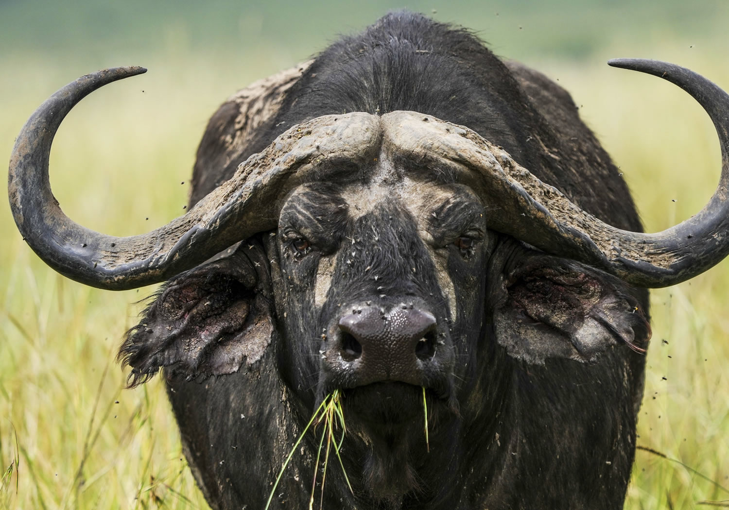 5 Days Kenya Safari Adventure