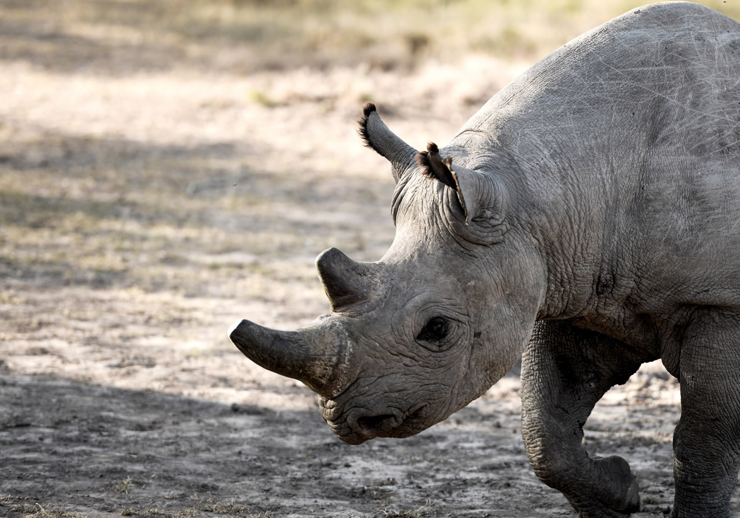 5 Days Samburu And Sweetwaters Safari