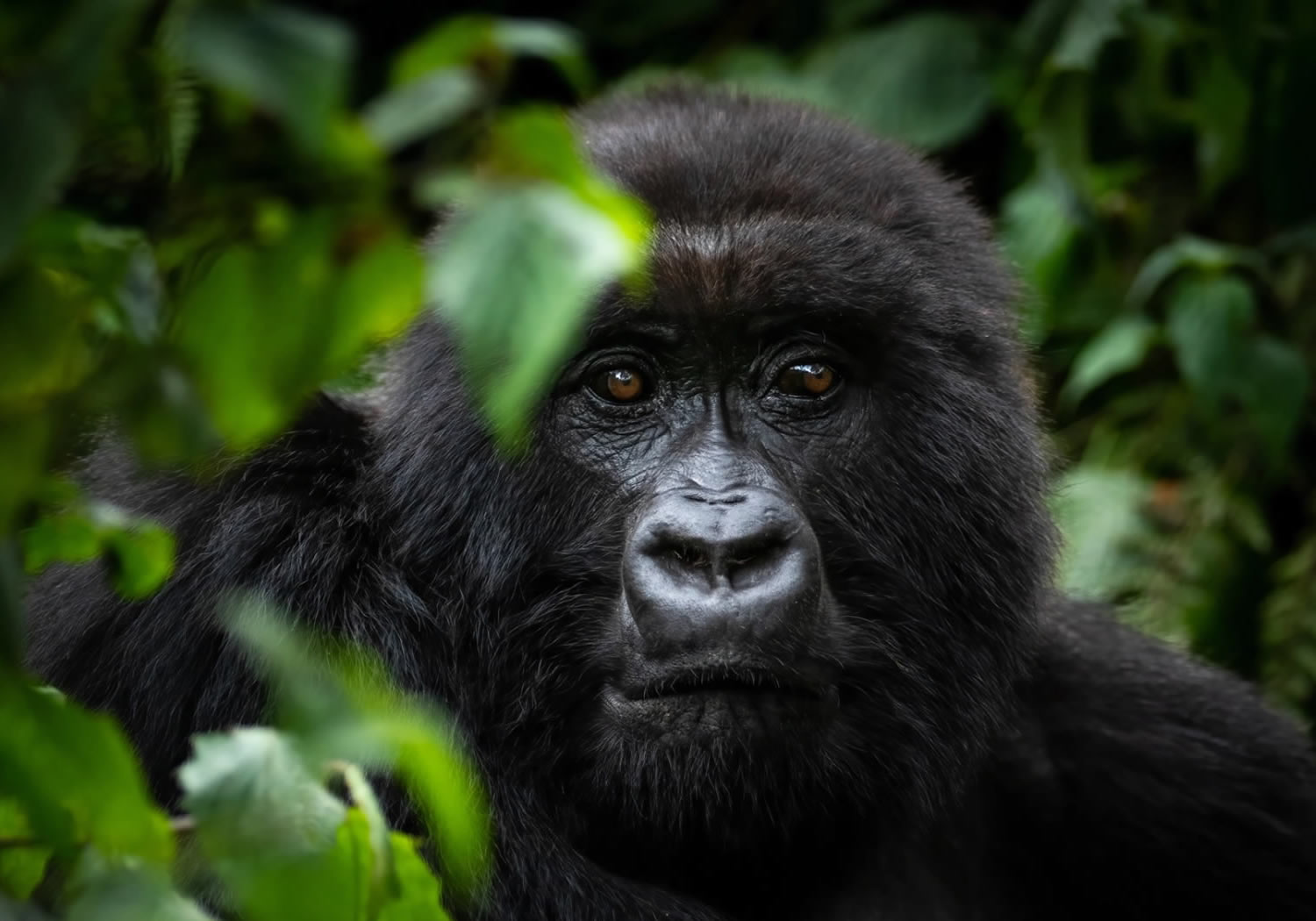 8 Days Primate Wild Experience 