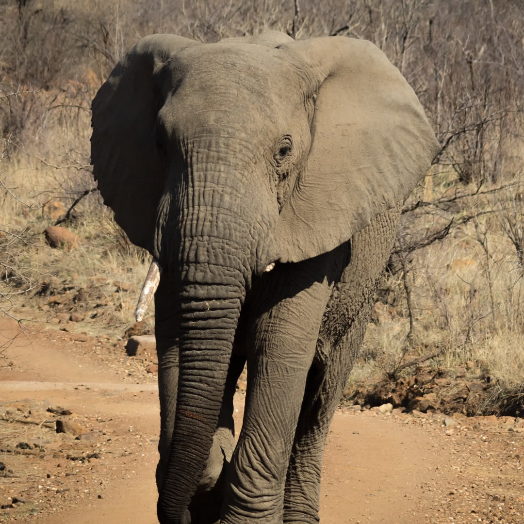 Bush & Wild Safaris